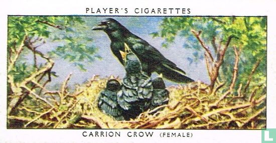 Carrion Crow (female) - Image 1