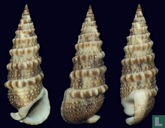 Rhinoclavis brettinghami