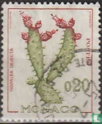 Schijfcactus