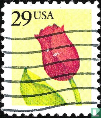 Tulip