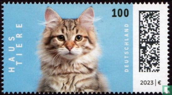 Chat