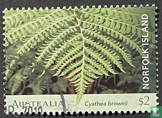 Tree fern