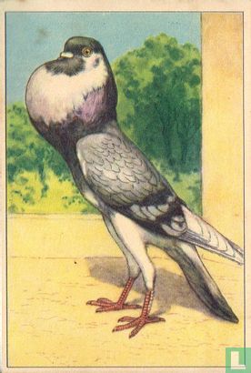 De Duiker / Pigeon Boulant - Bild 1