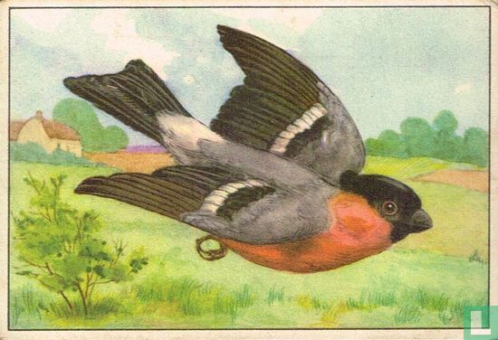 Goudvink / Bouvreuil - Bild 1