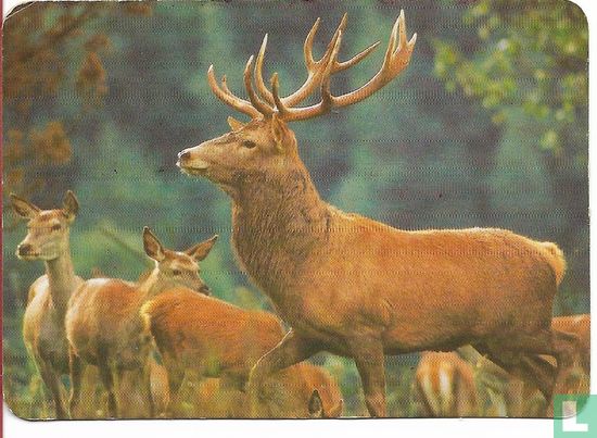 Cerf - Image 1
