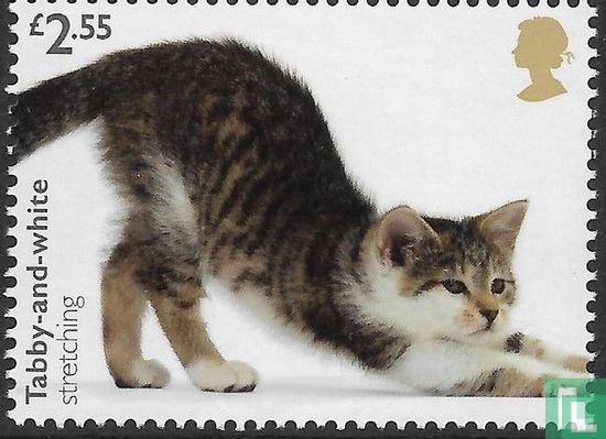 Cats