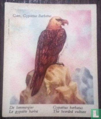 De lammergier - Image 1