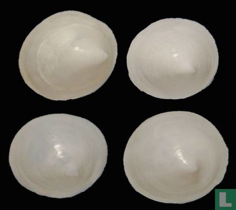 Addisonia excentrica