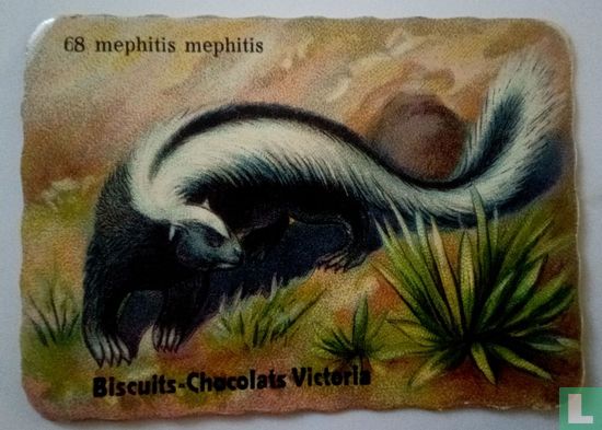 mephitis mephitis