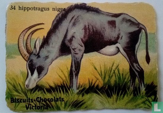 hippotragus niger