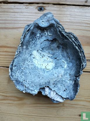 Ostrea - Image 2