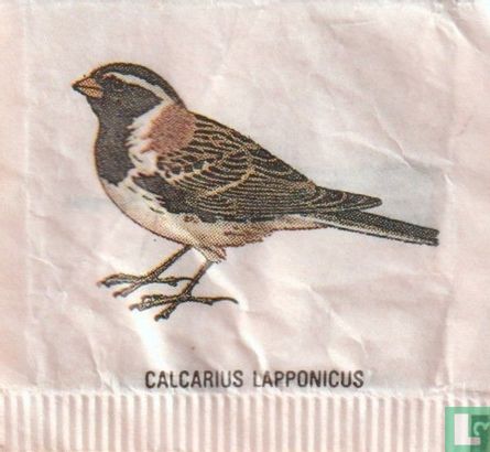 Calcarius Lapponicus [3R] - Image 1