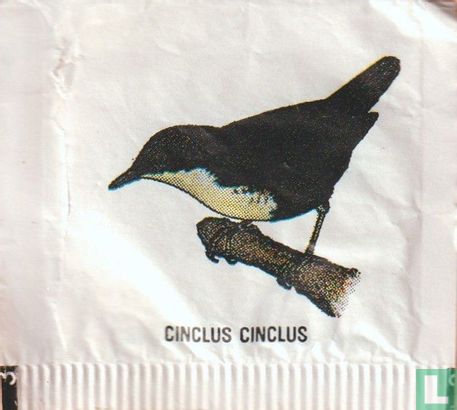 Cinclus Cinclus [3L] - Image 1