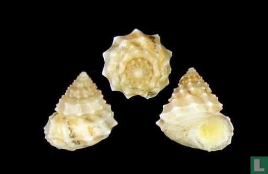 Incertus Tibatrochus incertus - Schelp - LastDodo