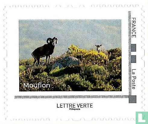Mouflon