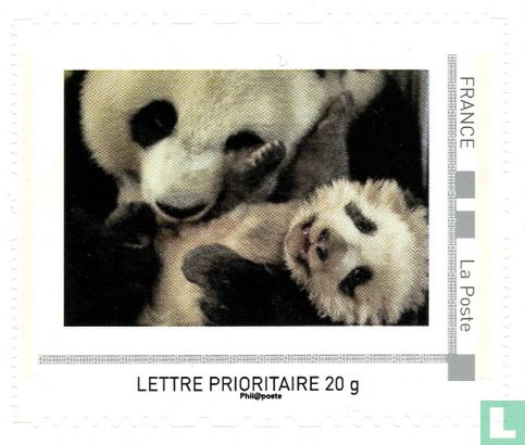 Giant panda