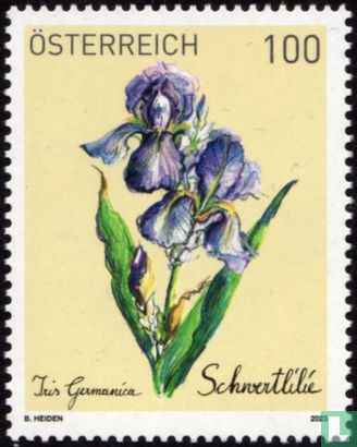 Iris bleu