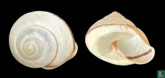 Papuina gamelia