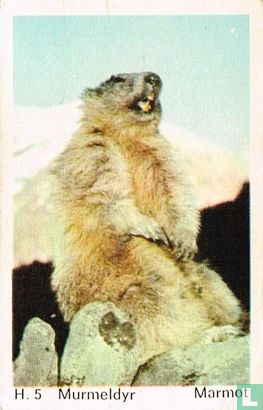 Marmot - Image 1