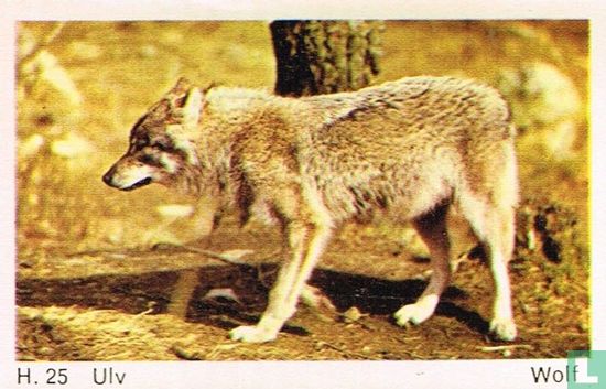 Wolf - Image 1
