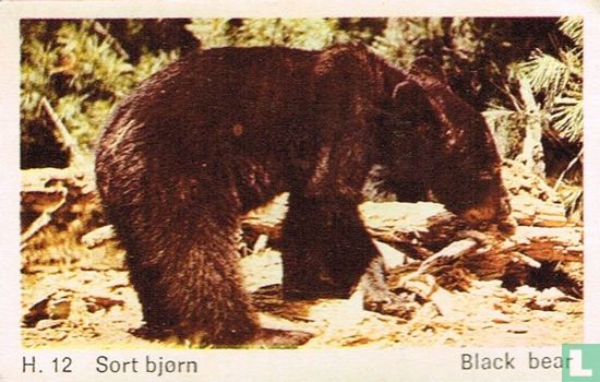 Black bear - Afbeelding 1