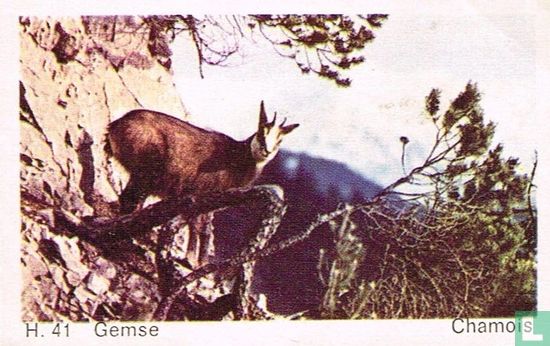Chamois - Afbeelding 1