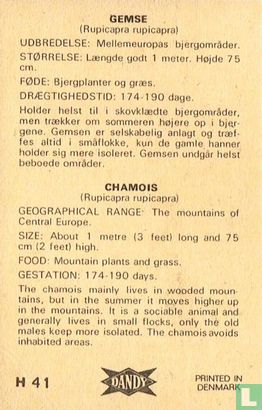 Chamois - Afbeelding 2