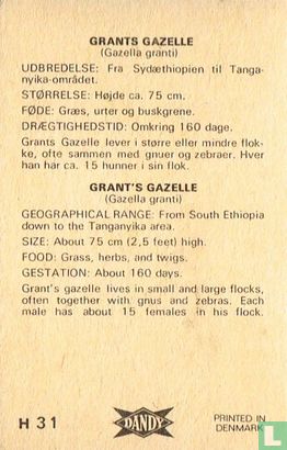 Grant's gazelle - Image 2