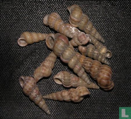 Epitonium turtonis