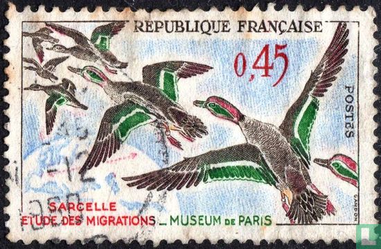 Sarcelle d'hiver - Image 1