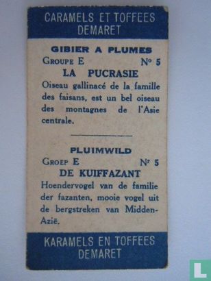 De kuiffazant - Afbeelding 2