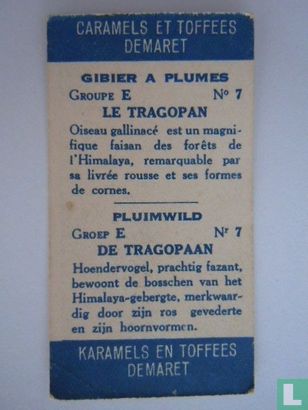 De tragopaan - Image 2