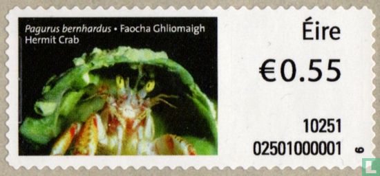 Hermit crab