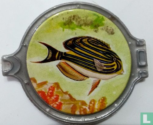 Vitho.Acanthurus Lineatus. - Afbeelding 1