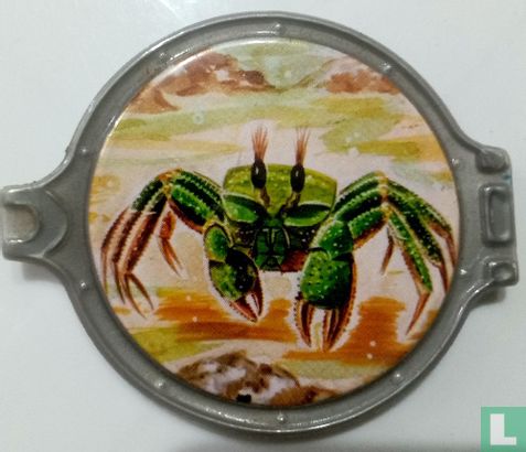 Vitho.Ocypode cursor. - Image 1