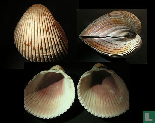 Dinocardium robustum