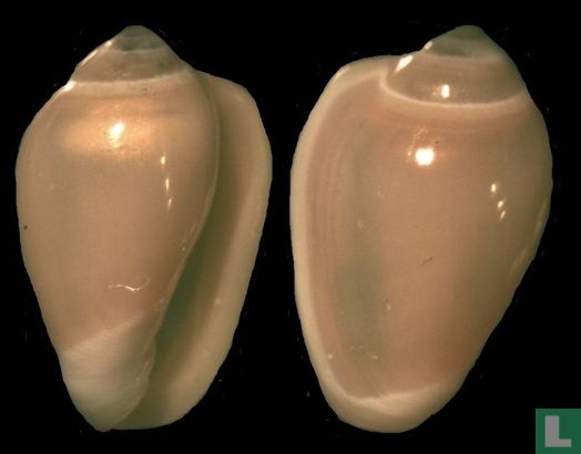 Mesoginella australis