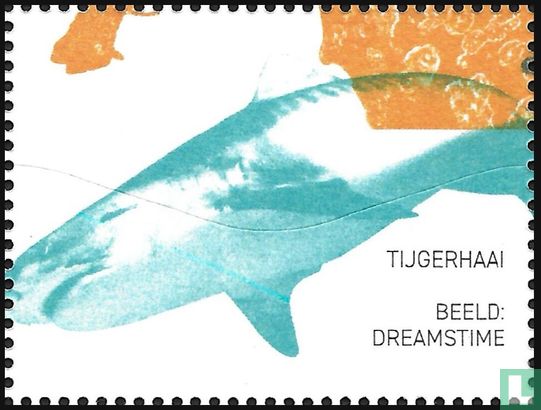 Tigerhai - Bild 3