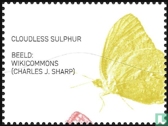 Cloudless sulphur - Image 3