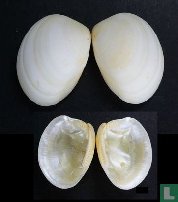Ennucula superba