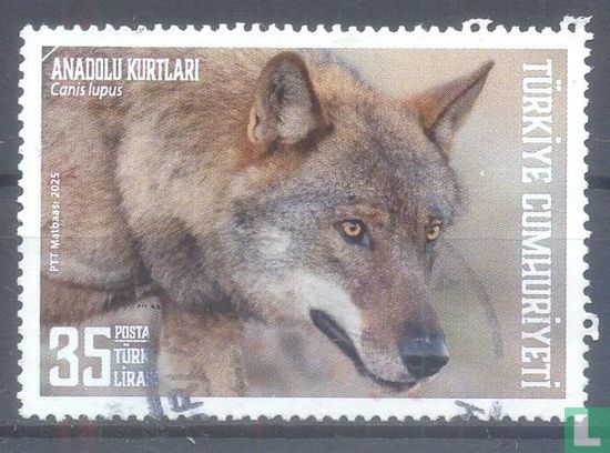 Wolf