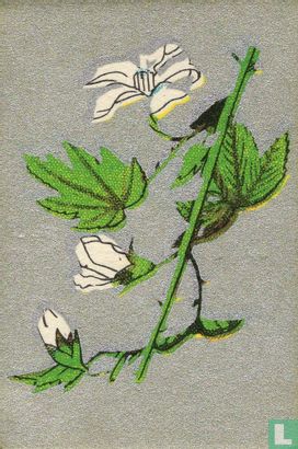 Bloemen