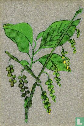 Bloemen
