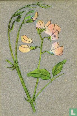 Bloemen