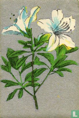 Bloemen