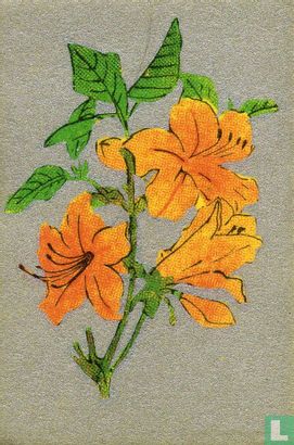 Bloemen