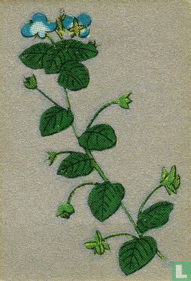 Bloemen