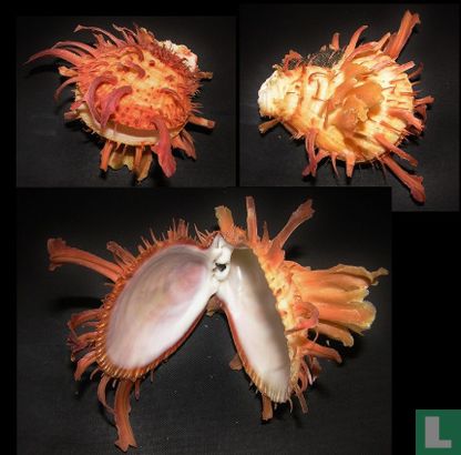 Spondylus americanus