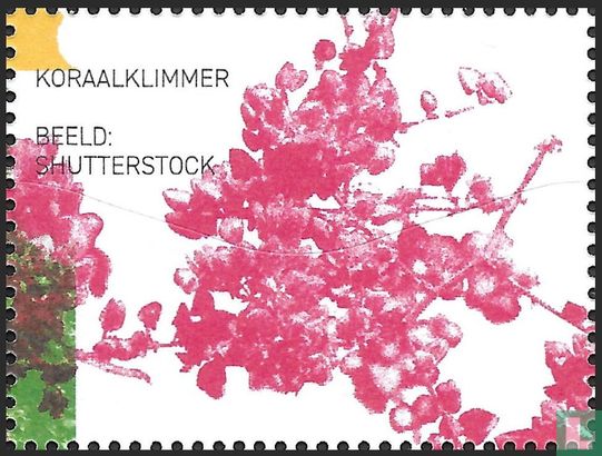 Koraalklimmer - Afbeelding 3