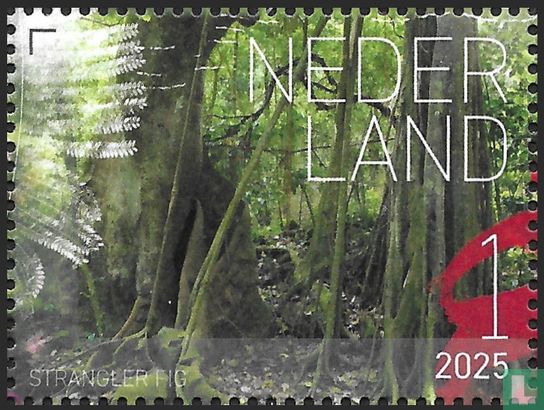 Strangler Figs - Afbeelding 1
